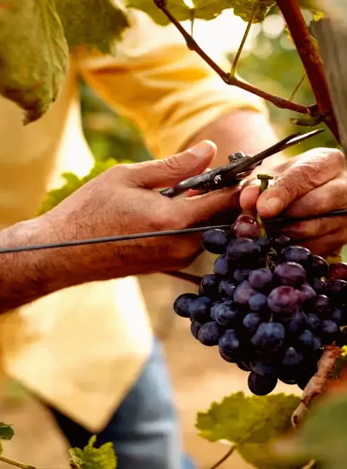 Portrait du vigneron